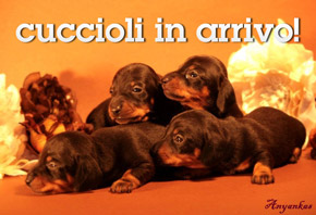 cuccioli in arrivo