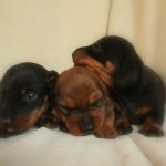 margot's puppies