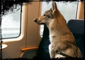 cane-in-viaggio-in-treno